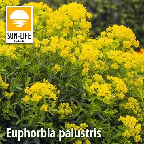 euphorbia palustris mocsári kutyatej 37 Aanbieding