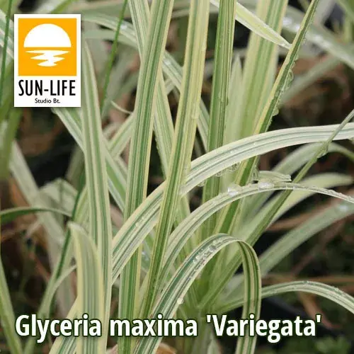 Voordeelprijs glyceria maxima variegata csíkos harmatkása 41