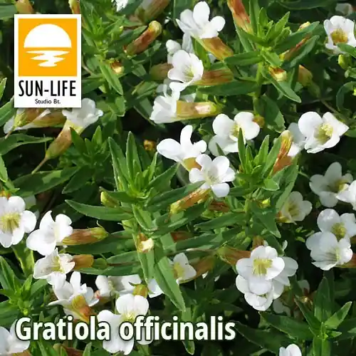 Seizoensaanbieding gratiola officinalis csikorgófű 42