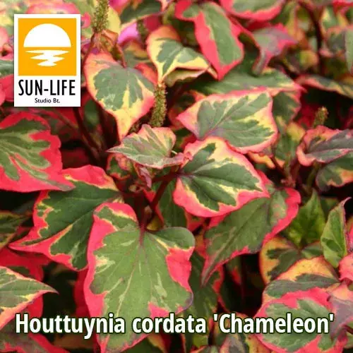 houttuynia cordata chameleon kaméleonvirág 49 Voordeelprijs