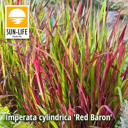 Speciale Aanbieding imperata cylindrica red baron vörös alangfű 52