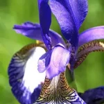 iris kaempferi japán nőszirom 01 Dagaanbieding