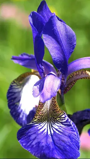 iris kaempferi japán nőszirom 01 Dagaanbieding
