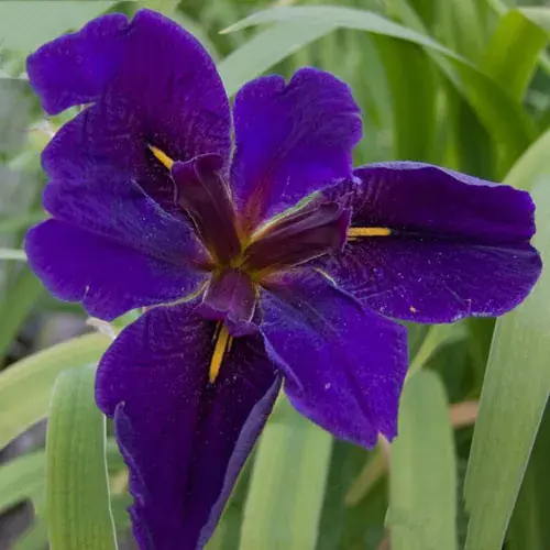 iris laevigata black gamecock fekete nőszirom 53 Nieuw