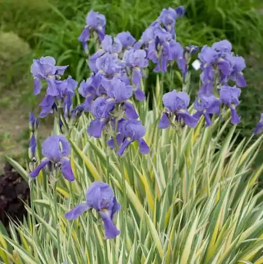 Exclusieve Aanbieding iris pallida variegata dalmát nőszirom