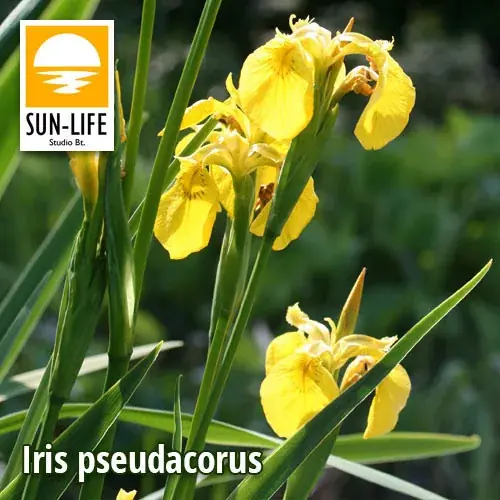 Gecertificeerd iris pseudacorus sárga nőszirom 55