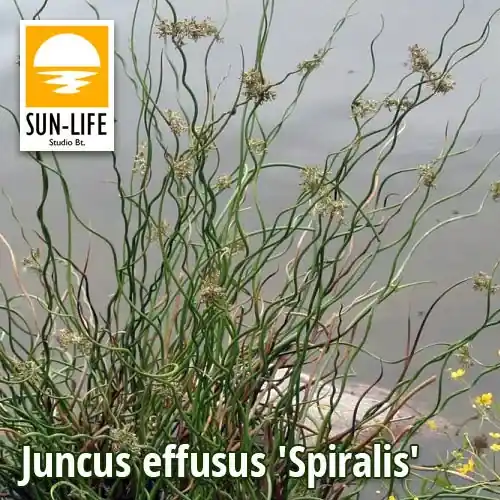 Must-Have juncus effusus spiralis spirálszittyó 58