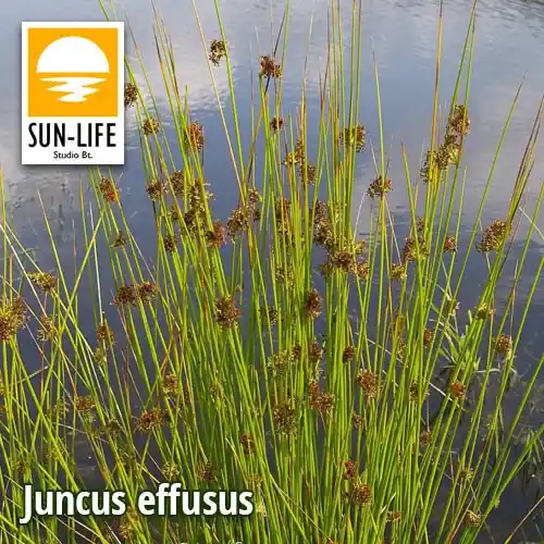 juncus effusus békaszittyó 57 Merkproduct