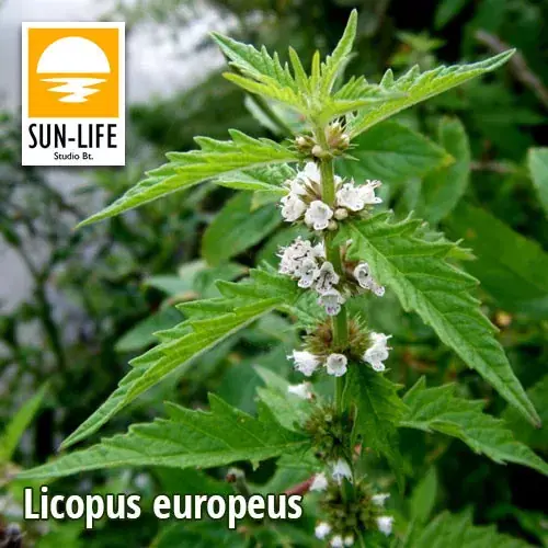 licopus europeus vízi peszérce 61 Superprijs