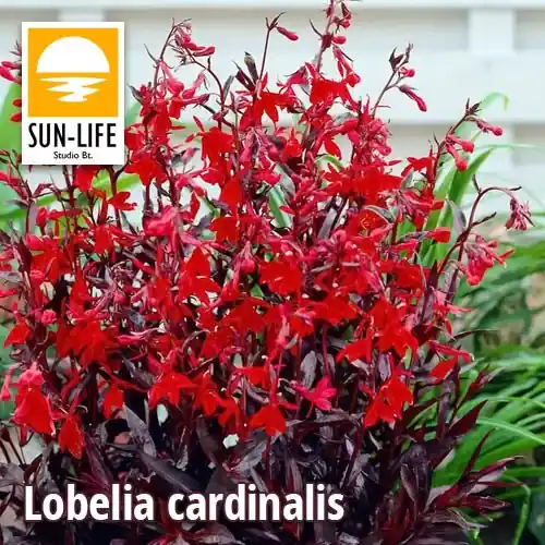 Korting lobelia cardinalis tűzpiros lobélia 62