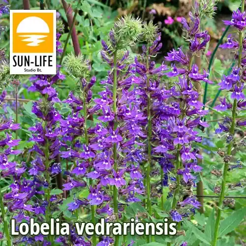 lobelia vedrariensis lila lobélia 65 Koopje