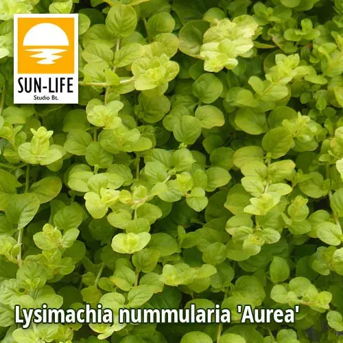 Finale Uitverkoop lysimachia nummularia aurea pénzlevelű lizinka 69
