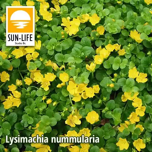 Rechtstreeks Van De Fabrikant lysimachia nummularia pénzlevelű lizinka 70