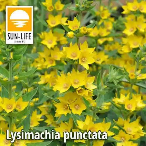 lysimachia punctata pettyegetett lizinka 71 Koop Vandaag