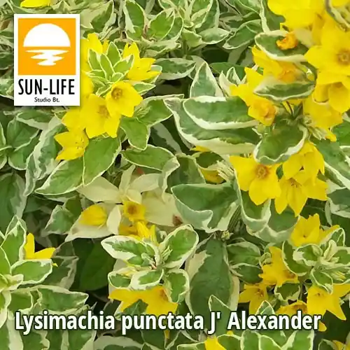 lysimachia punctata j alexander pettyegetett lizinka 72 Meest Verkocht