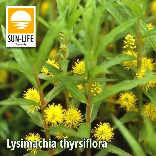 Favoriet lysimachia thyrsiflora fürtös lizinka 73