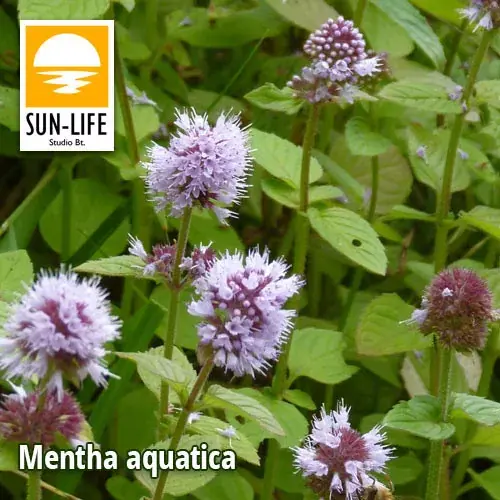 mentha aquatica vízimenta 78 Betaalbaar