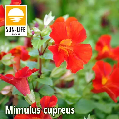 Meest Verkocht mimulus cupreus piros bohócvirág 79