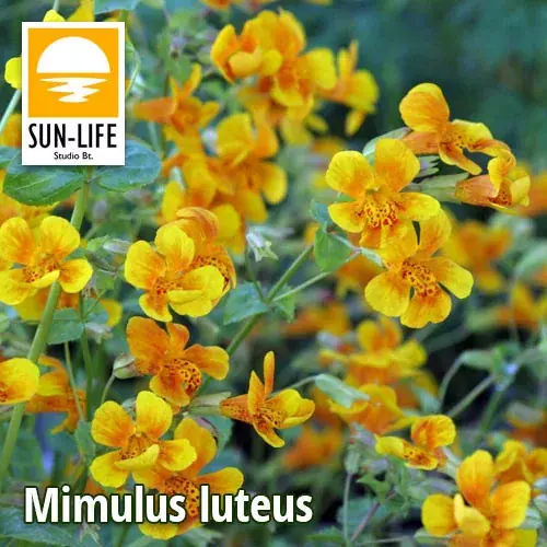 Dagaanbieding mimulus luteus bohócvirág 80