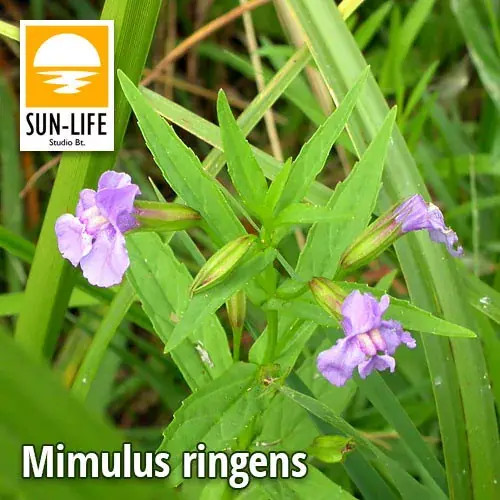 mimulus ringens lila bohócvirág 81 Premium