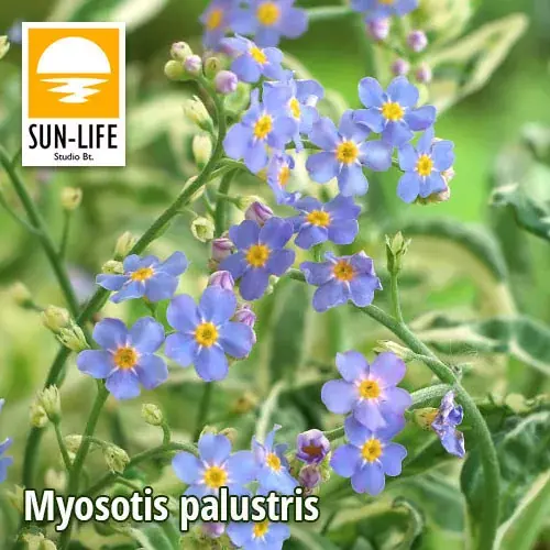 Dagaanbieding myosotis palustris mocsári nefelejcs 83