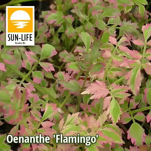 oenanthe fistulosa flamingo flamingó virág 88 Superprijs