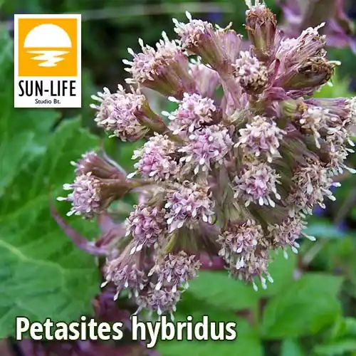 petasites hybridus vörös acsalapu 91 Aanbieding