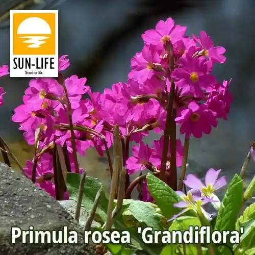 primula rosea grandiflora 103 Lage Prijs