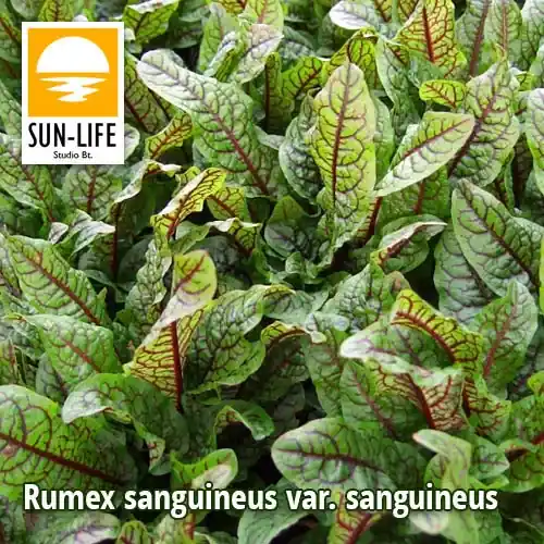 rumex sanguineus var sanguineus vérsóska 107 Fabrieksprijs
