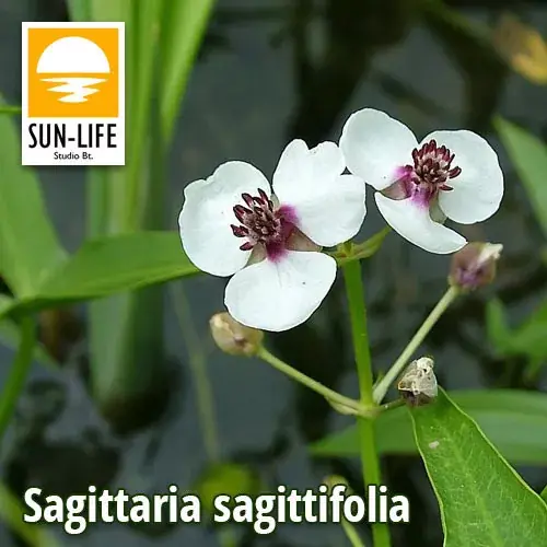 sagittaria sagittifolia nyílfű 109 Lage Kosten
