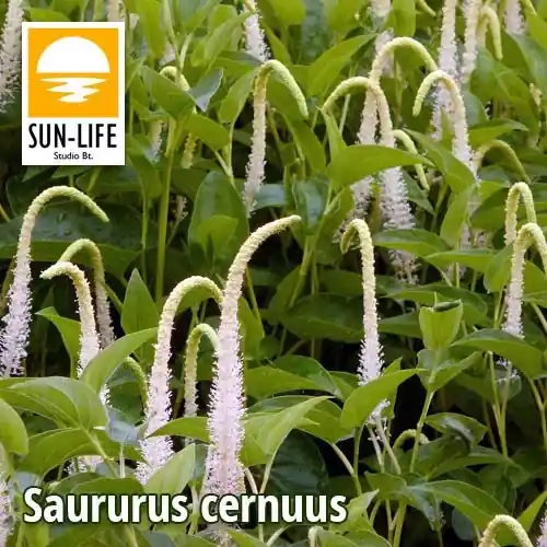 saururus cernuus amerikai gyíkfark 110 Premium