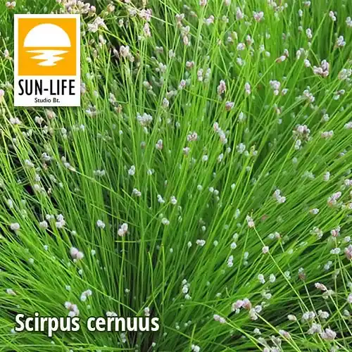 scirpus cernuus szobafűpalka 115 Exclusieve Aanbieding