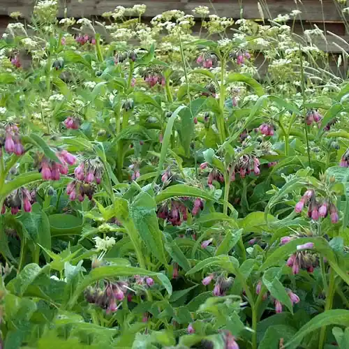 Favoriet symphytum officinale fekete nadálytő 125