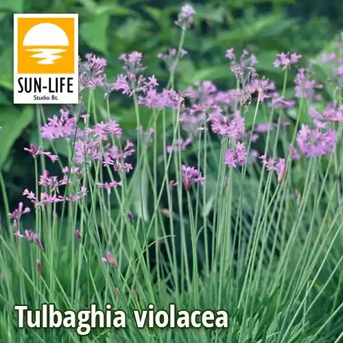Betaalbaar tulbaghia violacea fokföldi csillagvirág 127