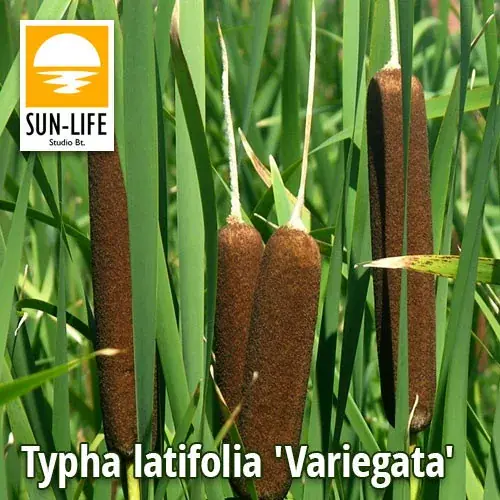 typha latifolia variegata hosszanticsíkos gyékény 130 Koop Vandaag