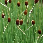 typha minima apró gyékény 131 Gecertificeerd