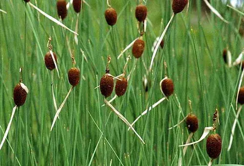 typha minima apró gyékény 131 Gecertificeerd