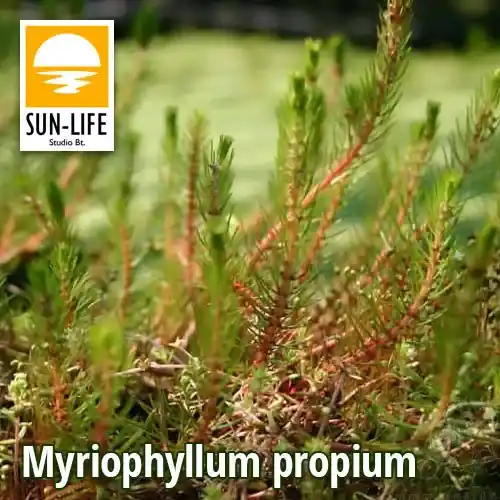 myriophyllum propium 86 Bestel Nu