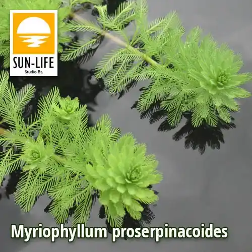 myriophyllum proserpinacoides süllőhínár 84 Laatste Kans