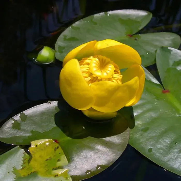 nuphar lutea vízitök 200 Koop Vandaag
