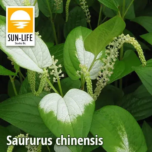 saururus chinensis kínai gyíkfű 111 Nu Kopen