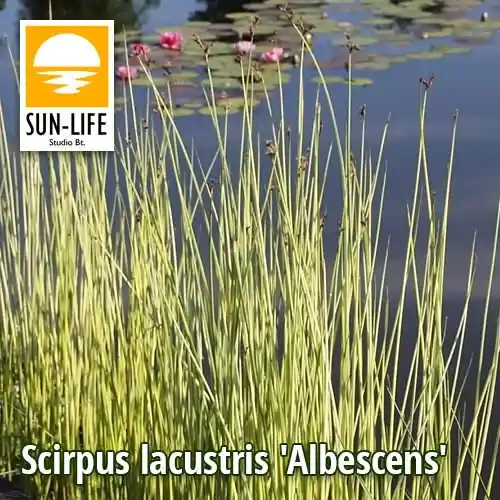 Gereduceerde Prijs scirpus lacustris albescens hosszanti csíkos ecsetkáka 117