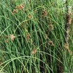 Voordeelprijs scirpus lacustris tavi káka 116