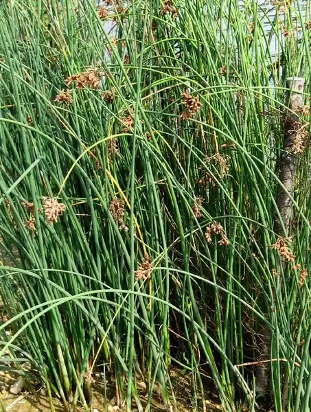 Voordeelprijs scirpus lacustris tavi káka 116