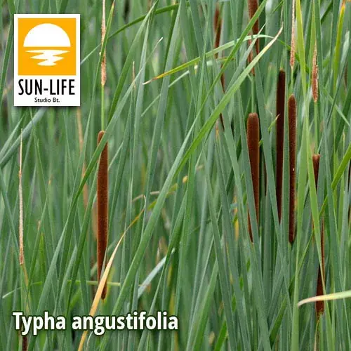 Koop Online typha angustifolia keskenylevelű gyékény 128