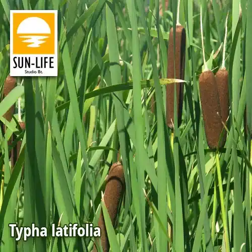 typha latifolia széleslevelű gyékény 129 Beste Prijs
