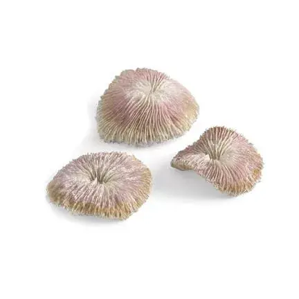 biorb plate coral set Koopje