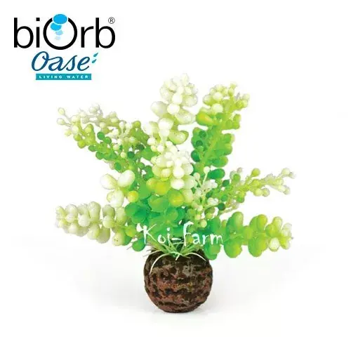 Nu Kopen tengeri alga dekoráció 10 cm biorb