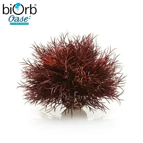 tengeri liliom dekoráció vörös 11 cm biorb Veilige Betaling