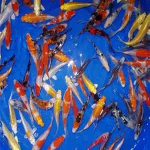 Speciale Aanbieding japán koi 20 25 cm